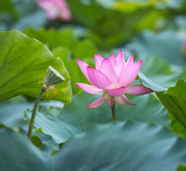 Blommande lotusblomma — Stockfoto