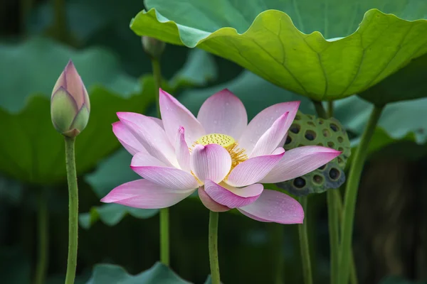 Flor de lótus em flor — Fotografia de Stock