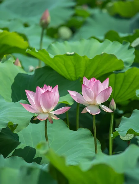 Blooming lotus flower — Stock Photo, Image