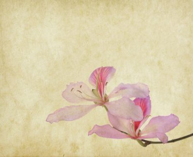 Bauhinia çiçek