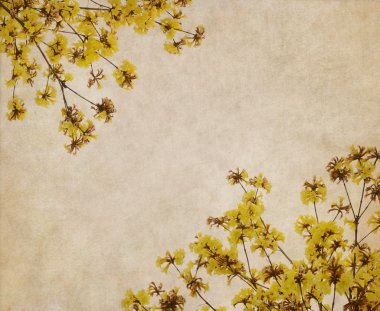 tabebuia chrysotricha sarı çiçek çiçek