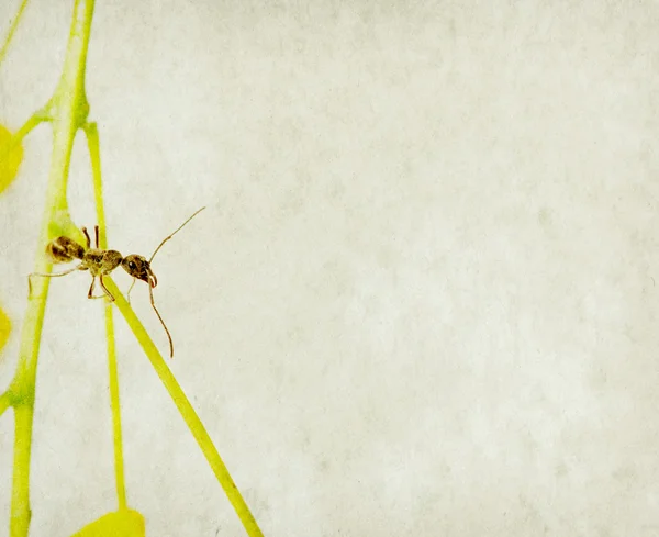 Ant geïsoleerd — Stockfoto