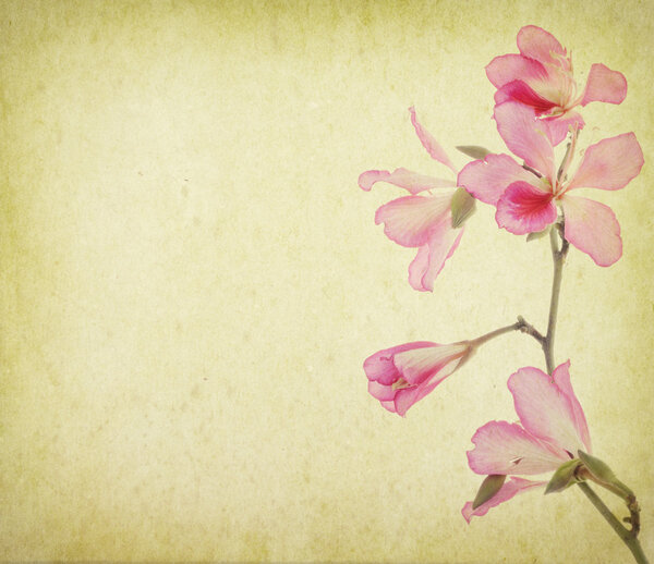 Bauhinia flower