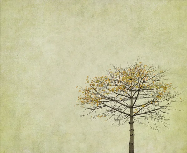 Δέντρο με παλιό χαρτί — Φωτογραφία Αρχείου