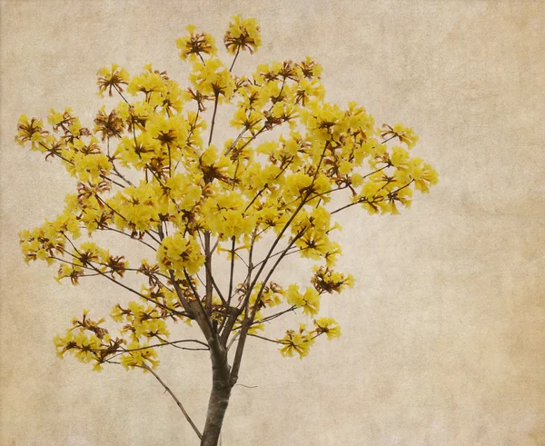 Tabebuja chrysotricha żółte kwiaty kwitnąć — Zdjęcie stockowe
