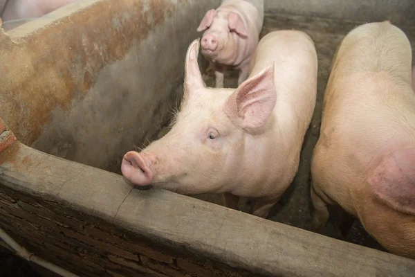 Ferkel auf Bauernhof — Stockfoto