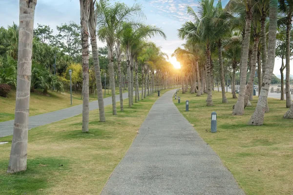 Walkway with Palms — Stock Photo, Image