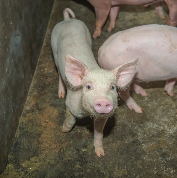 Biggen op boerderij — Stockfoto