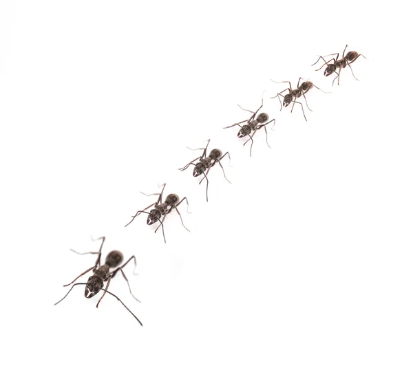 Izole karınca — Stok fotoğraf