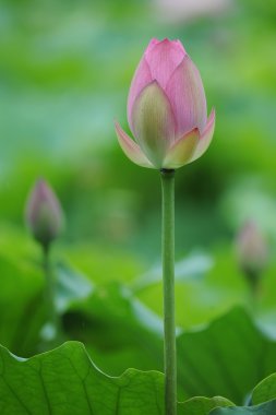 çiçek açan lotus çiçeği
