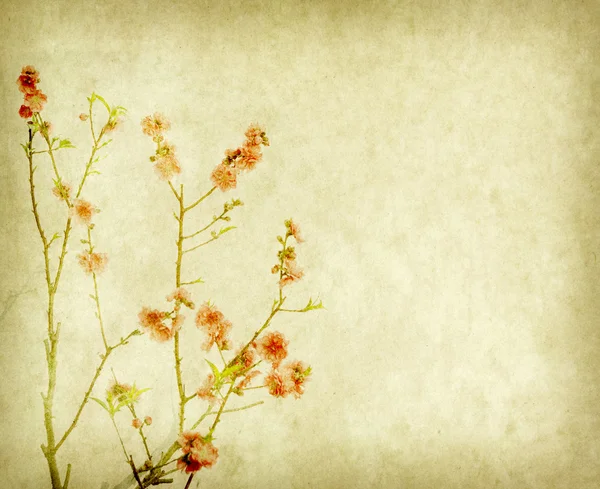 Fiore di prugna su vecchia carta — Foto Stock