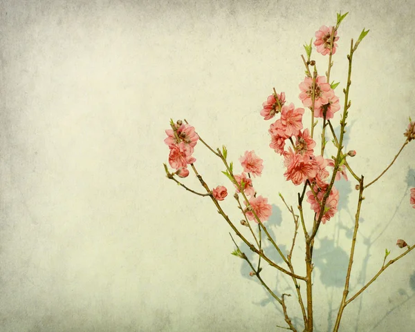 Flor de ameixa em papel velho — Fotografia de Stock