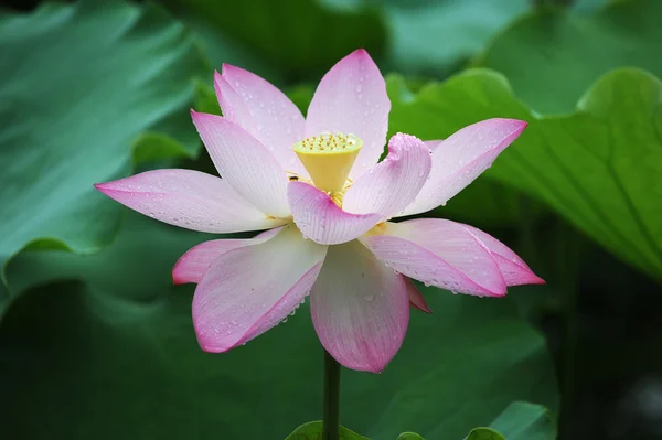 Bloeiende lotusbloem — Stockfoto