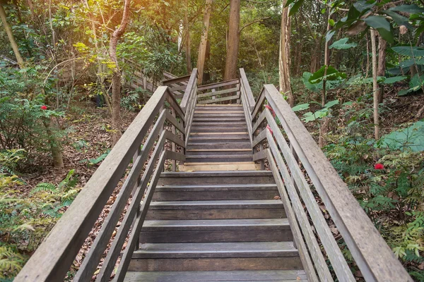 Stairway in the jungle — Stock Photo, Image