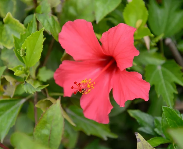 Closeup of Hibiscus Rosa — Stock Photo, Image