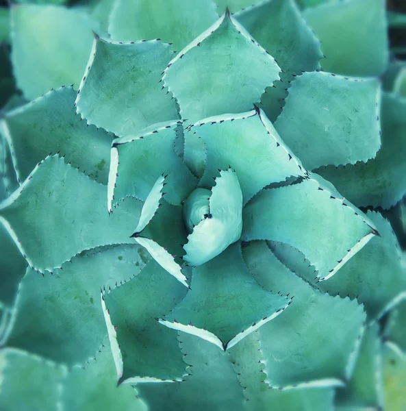 Groene agave cactus — Stockfoto
