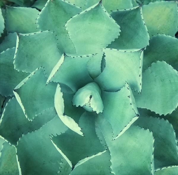 Scharfe spitze Blätter der Agave — Stockfoto