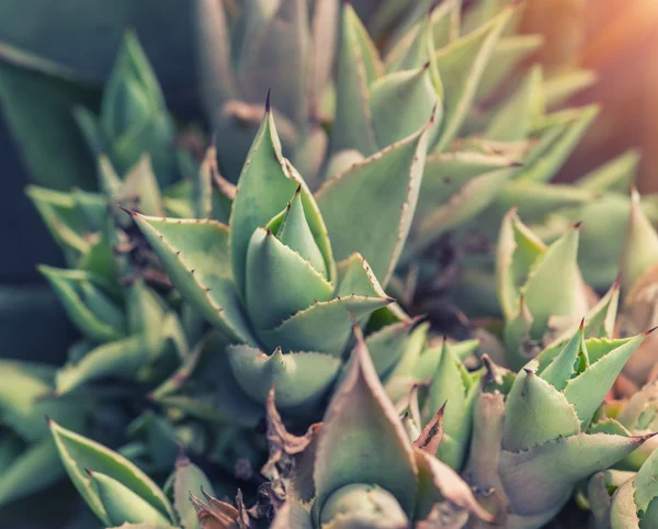 Cactus agave verde — Foto Stock