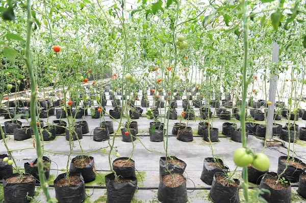 Tomatoes in a greenhouse — Stock Photo, Image