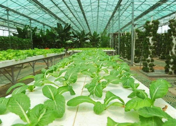 Hydrocultuur boerderij — Stockfoto