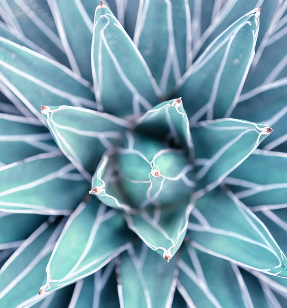 Cactus close up — Stock Photo, Image