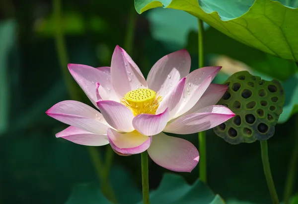 Blooming lotus flower — Stock Photo, Image