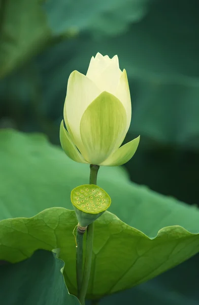 Blooming lotus flower — Stock Photo, Image