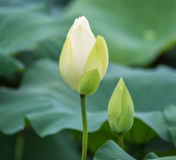Blooming lotus flower — Stock Photo, Image