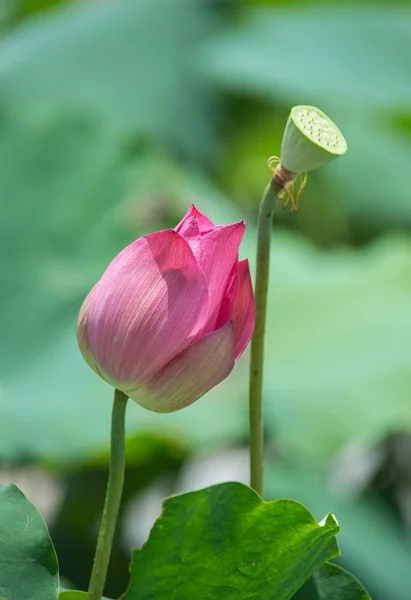 Blooming lotus flower — Stock Photo, Image