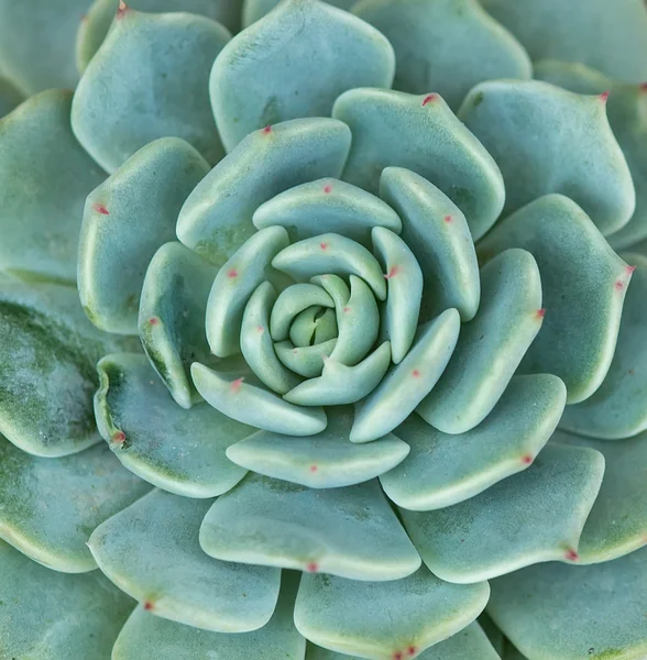 Miniatuur succulente planten — Stockfoto