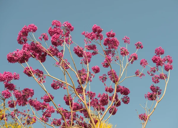 Flor de árbol de trompeta rosa floreciendo —  Fotos de Stock