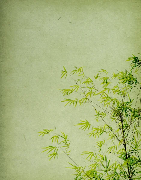 Bamboo on old grunge paper texture background — Stock Photo, Image