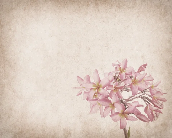 Frangipani o plumeria flor tropical con antiguo grunge antiguo p —  Fotos de Stock