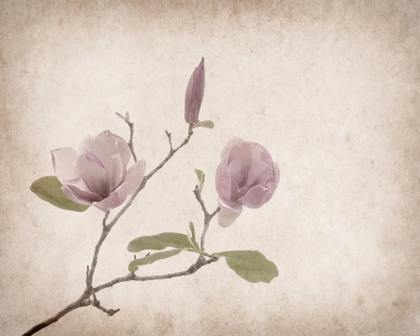 Flores de magnólia rosa no fundo de papel velho — Fotografia de Stock