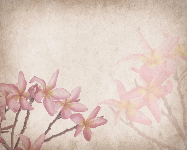 오래 된 그런 지 골동품 p frangipani 또는 plumeria 열 대 꽃 — 스톡 사진