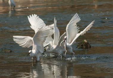 bir lagün üzerinde
