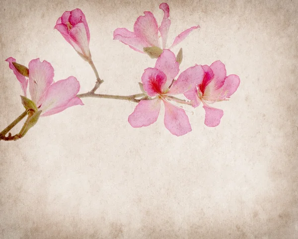 Bauhinia blomma på grunge abstrakt bakgrund — Stockfoto