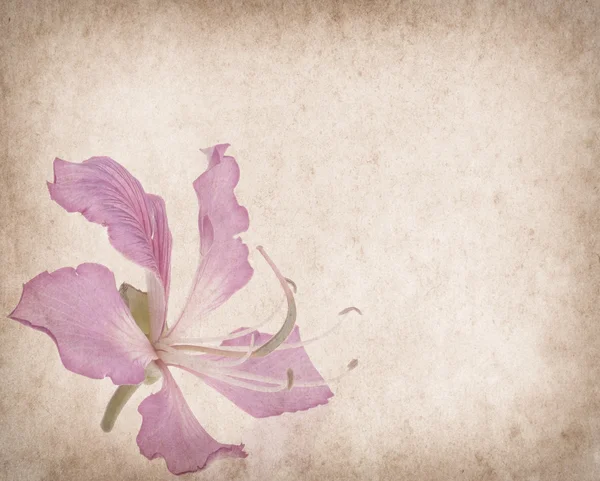 Bauhinia flower on Grunge Abstract Background — Stock Photo, Image