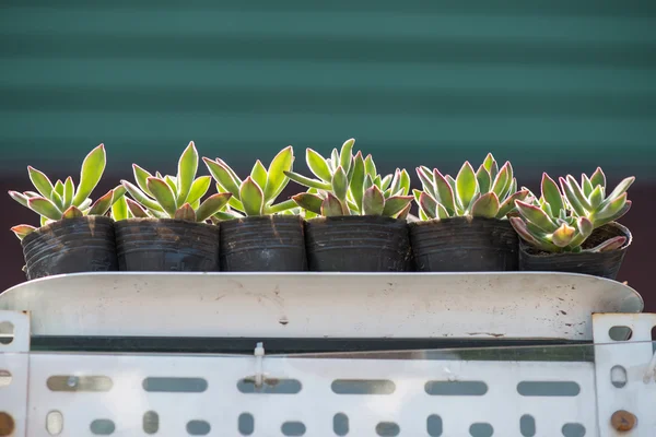 Plantas suculentas en miniatura —  Fotos de Stock