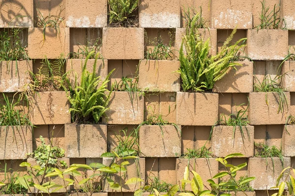 Betongvägg med växter — Stockfoto