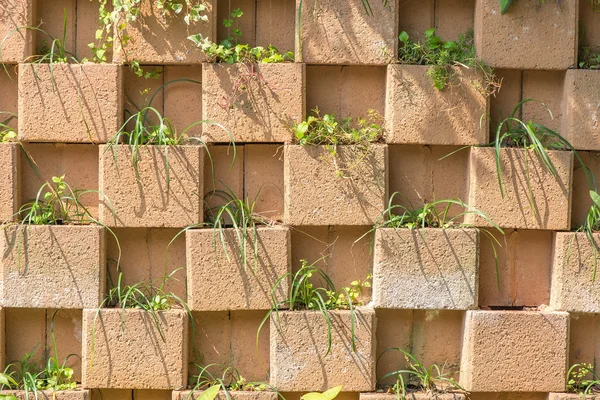 Mur en béton avec des plantes — Photo