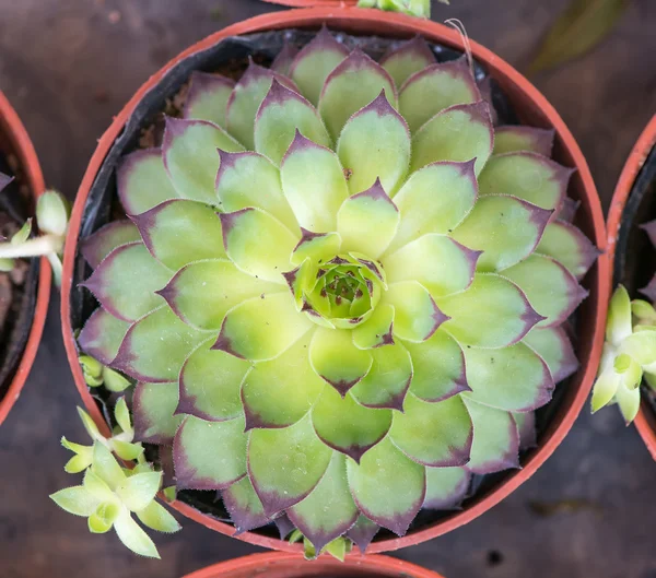 Piante succulente in miniatura — Foto Stock