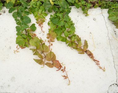 sarmaşık yaprakları beyaz arkaplanda izole edilmiş