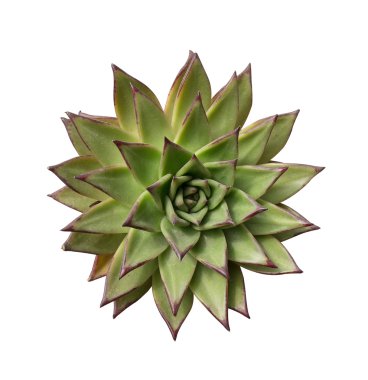  minyatür etli bitkiler