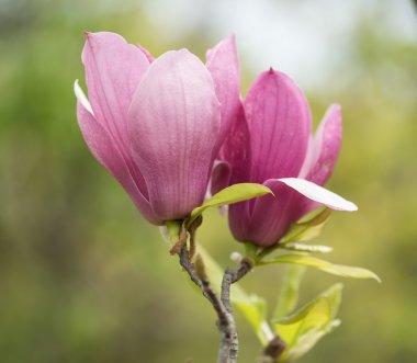Beyaz arkaplanda izole edilmiş pembe manolya çiçekleri