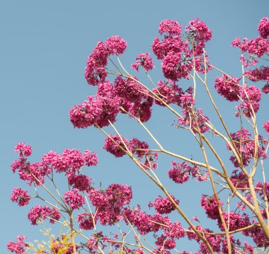 Tabebuia chrysotricha pembe çiçekler çiçek bahar