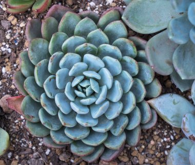  minyatür etli bitkiler