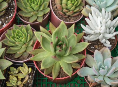  minyatür etli bitkiler