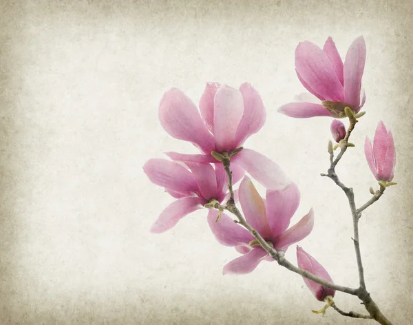 Pink magnolia flowers on old paper background — Stock Photo, Image