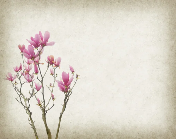 Pink magnolia flowers on old paper background — Stock Photo, Image